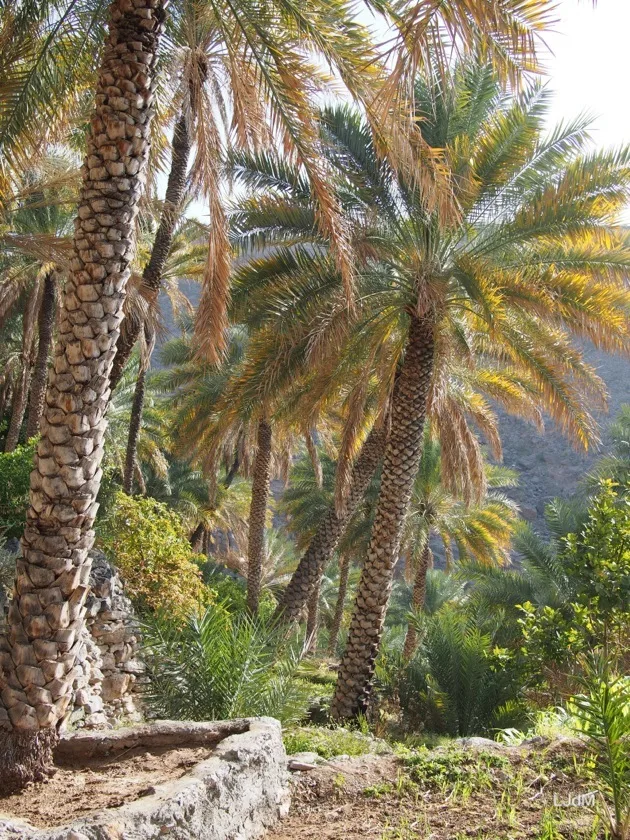 Notre voyage à Oman avec les enfants