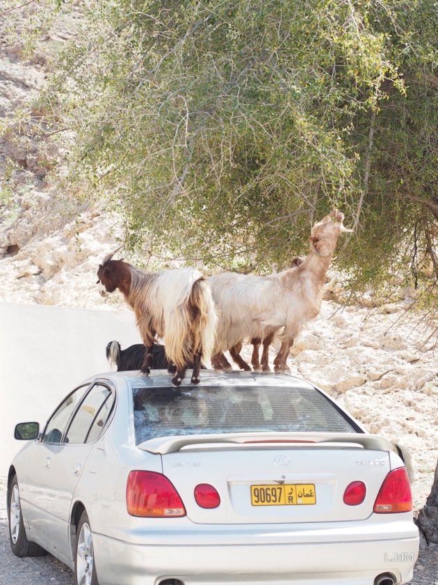 A Oman, dépaysement garanti !