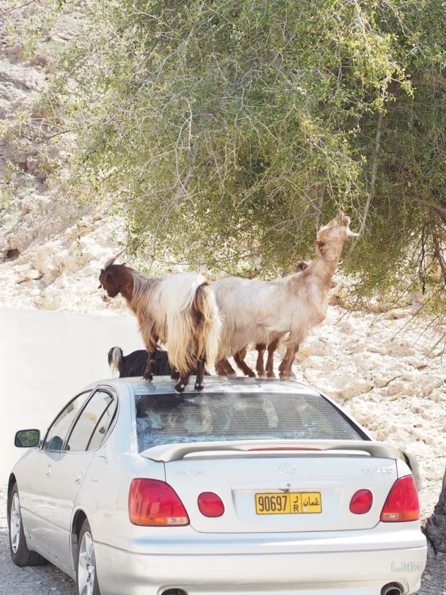 A Oman, dépaysement garanti !