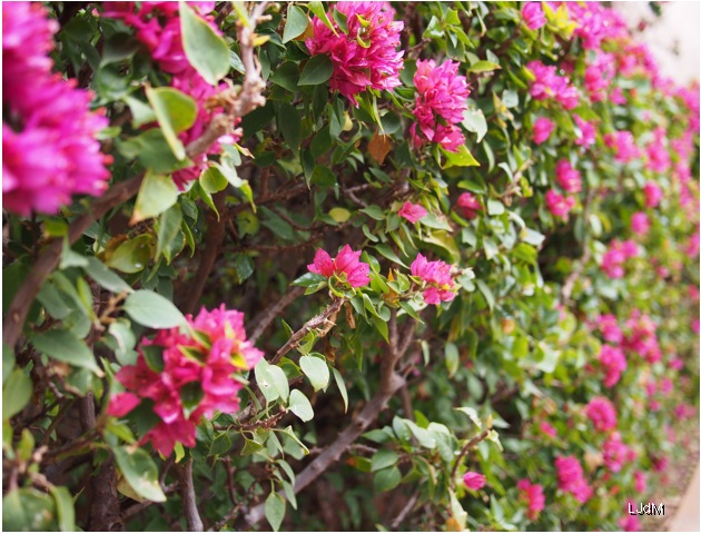 fleurs_roses
