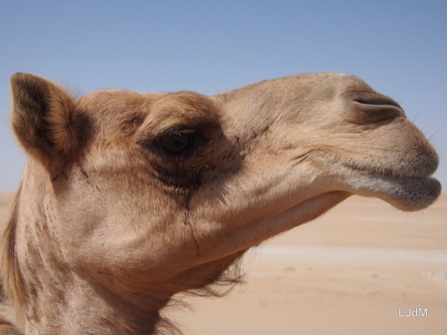 Glamping en famille dans le désert à Oman