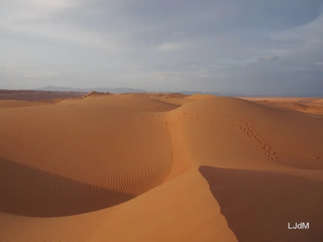 Dunes de sable ondulantes dans le désert omanais