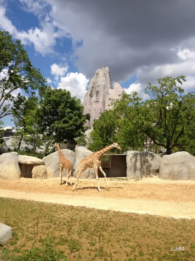 Girafes sous le rocher artificiel du Parc Zoologique de Paris