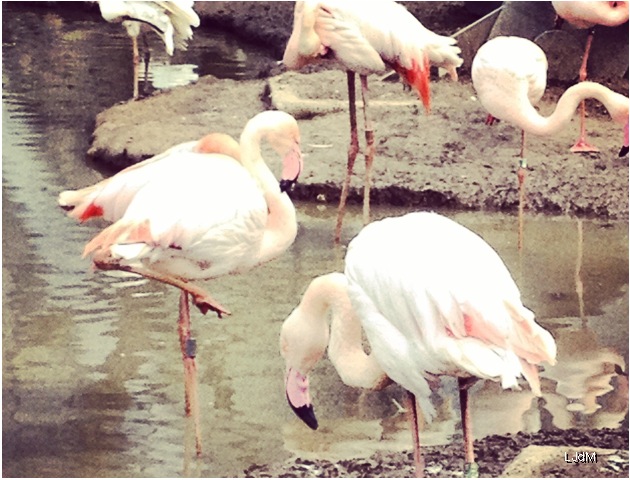 flamingo