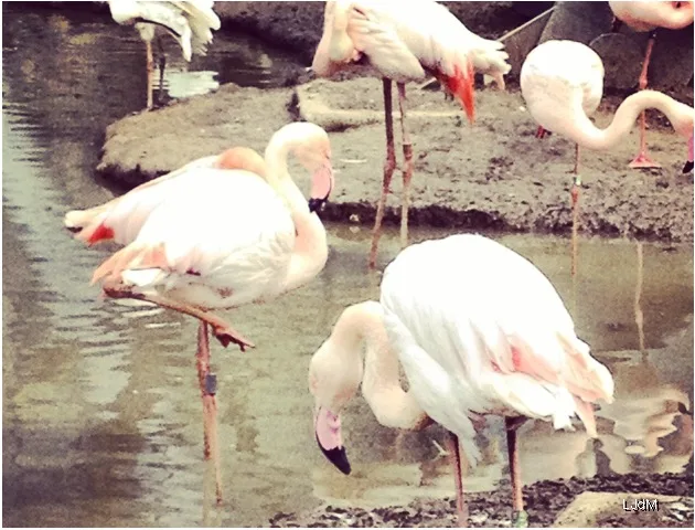 Flamants roses debout au bord d'un étang au Parc Zoologique de Paris