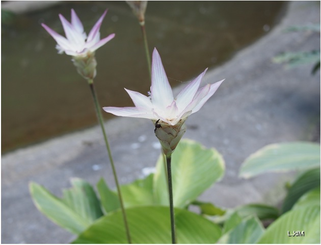 fleurs_zoo
