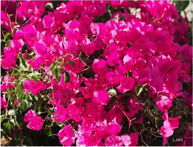 Bougainvilliers roses fleuris à côté d'un mur blanc au Portugal