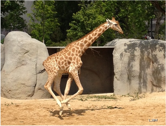 Au zoo de Vincennes