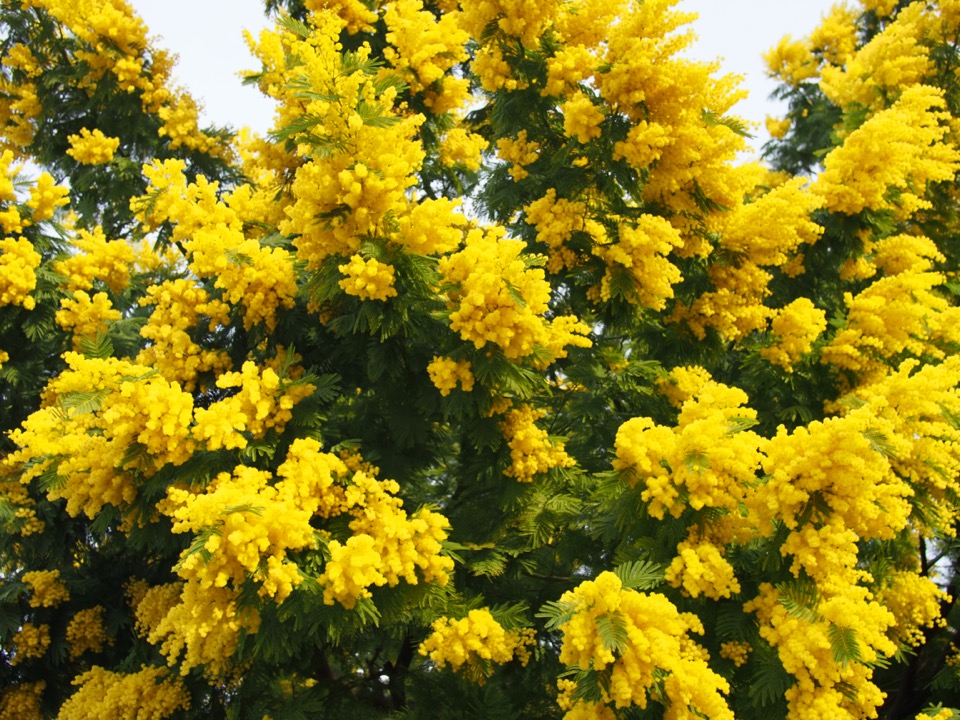 mimosa