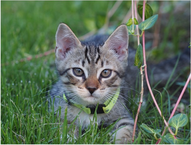 Vos chiens et chats partent-ils en vacances ?