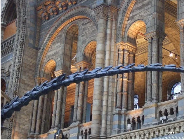 Squelette de rorqual bleu suspendu à l'intérieur du Muséum d'Histoire Naturelle