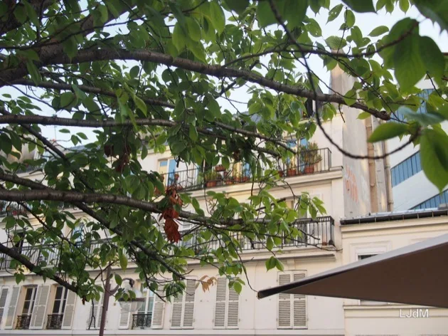 Cour arborée encadrée par les façades des appartements parisiens