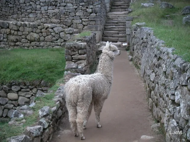 Lama marchant entre les murs en pierre du Machu Picchu