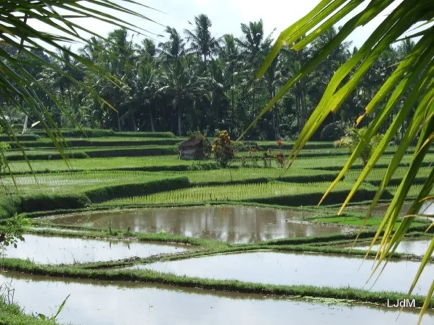 Rizières inondées encadrées de feuilles de palmier à Bali