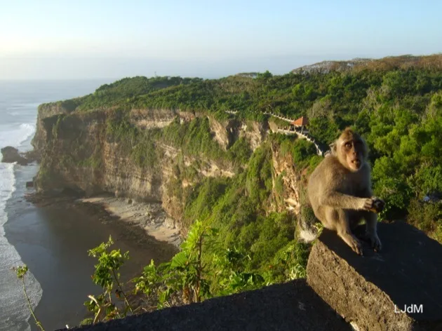 Macaque surplombant une falaise côtière à Bali