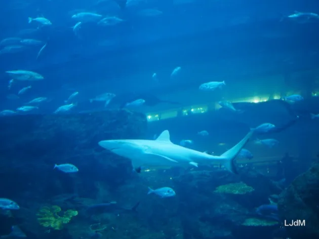 Requins et poissons dans l'aquarium de Dubaï