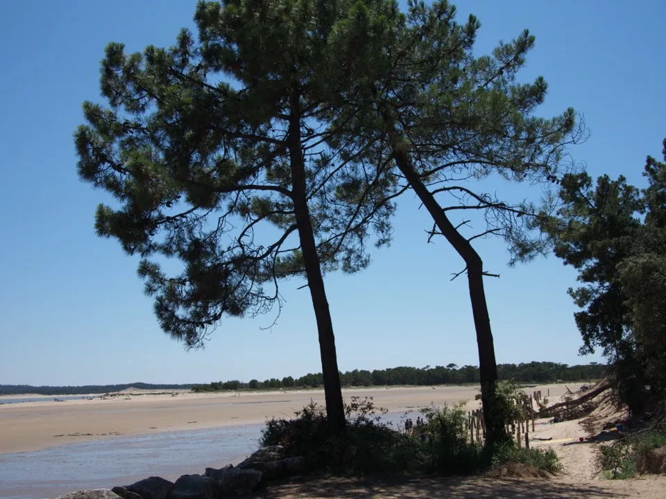 noirmoutiers