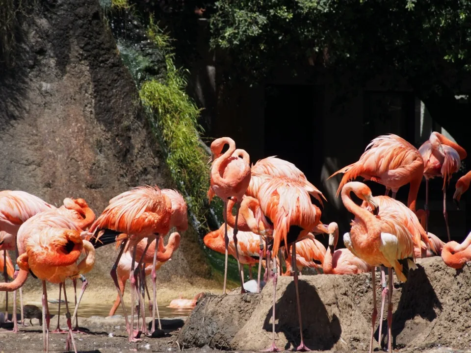 la palmyre zoo