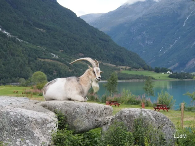 Chèvre se reposant au-dessus d'un fjord en Norvège