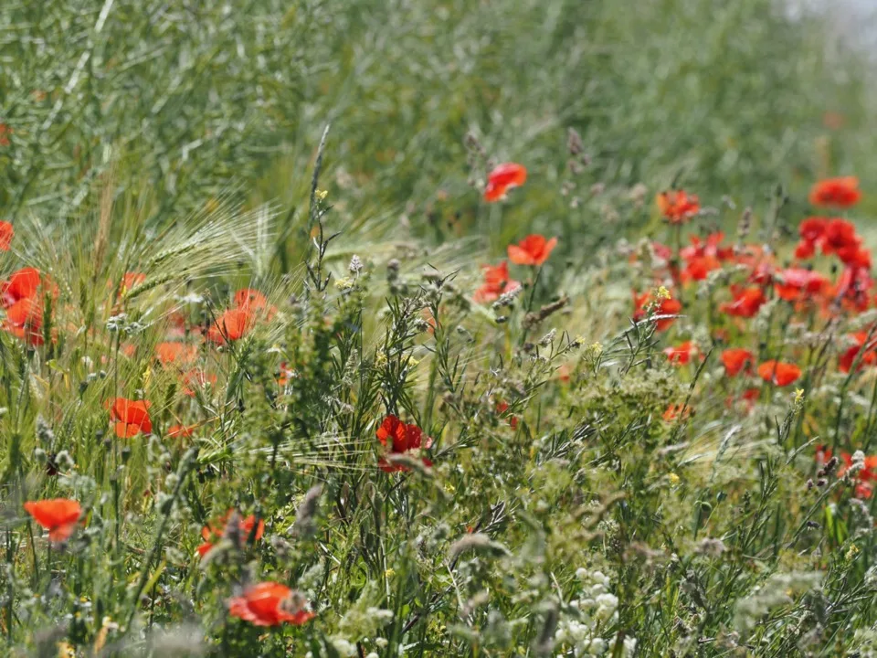 La Côte d'Opale en famille