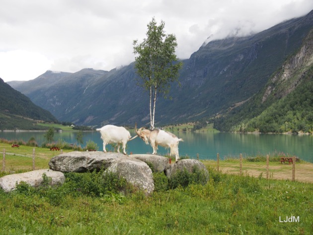 La Norvège de fjord en fjord