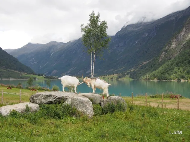 Chèvres paissant au-dessus d’un fjord en Norvège