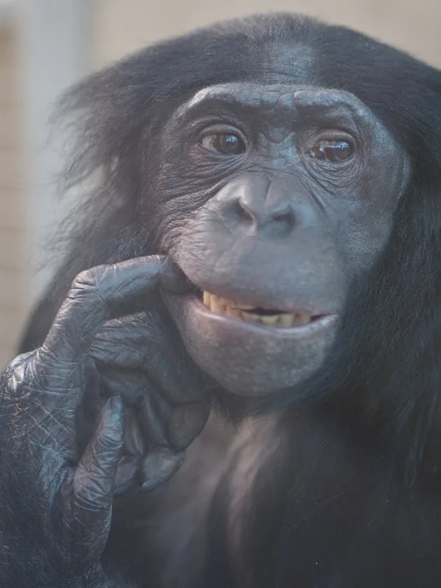 Wilhelma : le jardin botanique et zoologique de Stuttgart