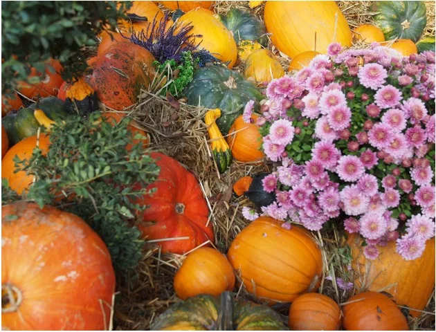 Citrouilles, fleurs et feuillage d'automne dans une exposition d'Halloween à Nigloland