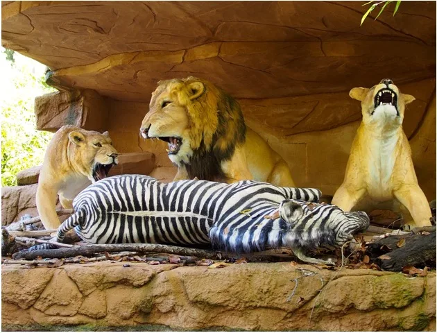 Modèles de lions et de zèbres dans l'attraction safari de Nigloland