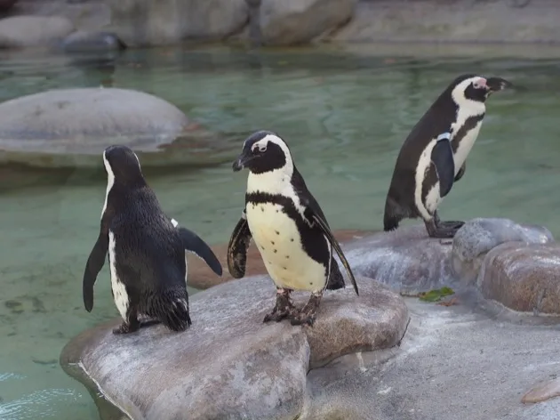 Wilhelma : le jardin botanique et zoologique de Stuttgart
