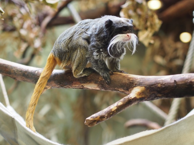 Wilhelma : le jardin botanique et zoologique de Stuttgart