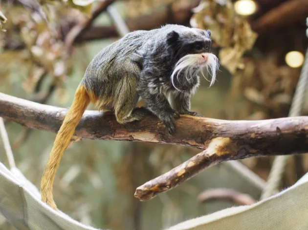 Wilhelma : le jardin botanique et zoologique de Stuttgart