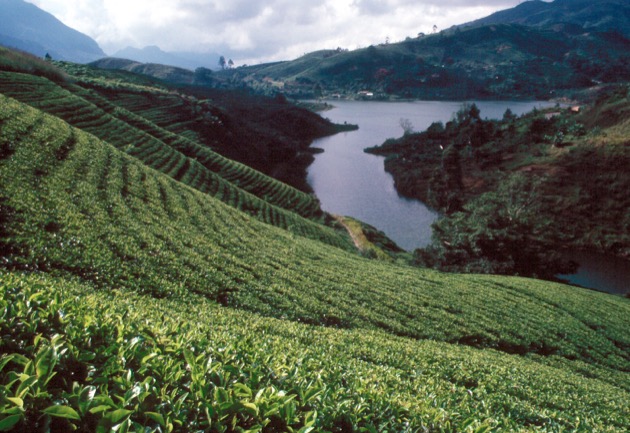 Sri_Lanka_Teeplantage