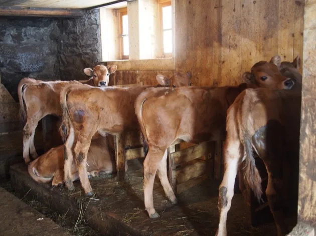 Bovins debout dans un pré alpin près de La Rosière