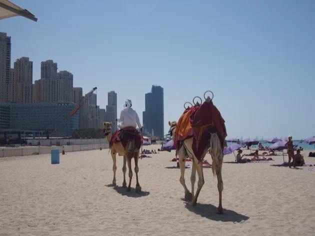 Chameaux marchant le long d’une plage avec au-delà la marina de Dubaï