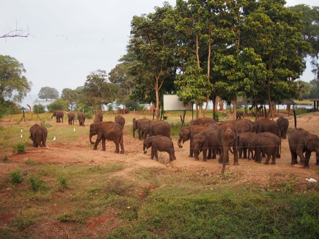 20 activités que les enfants ont aimées au Sri Lanka