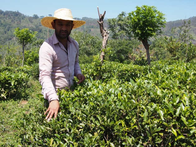 Le Sri Lanka : une histoire de thé