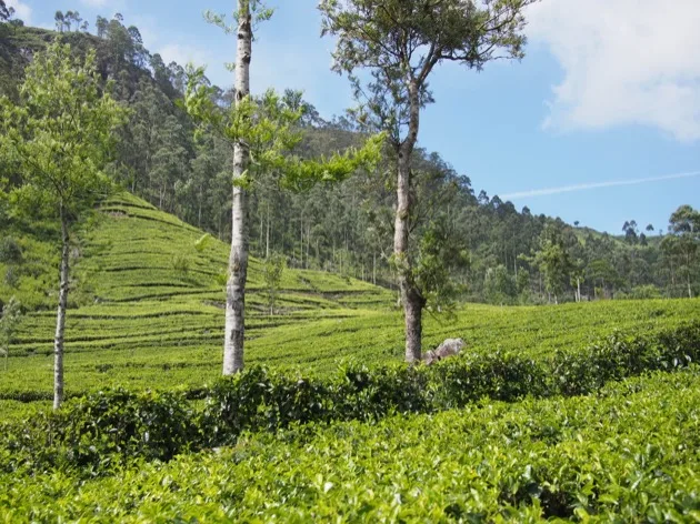 Landscape of a tea plantation in the hills of Sri Lanka