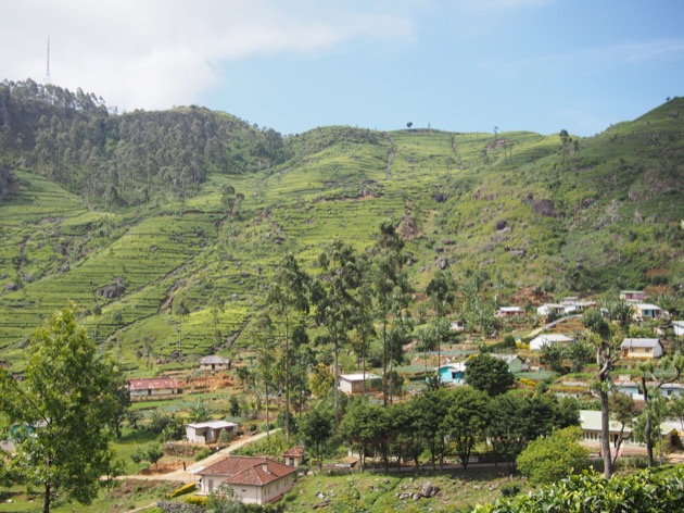Le Sri Lanka : une histoire de thé