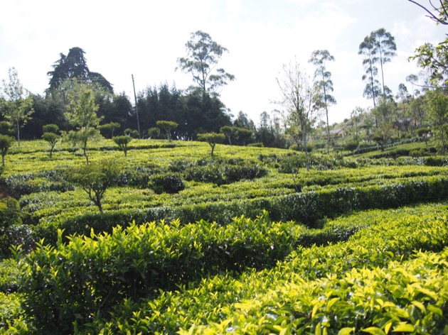Le Sri Lanka : une histoire de thé