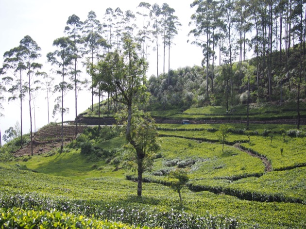Le Sri Lanka : une histoire de thé