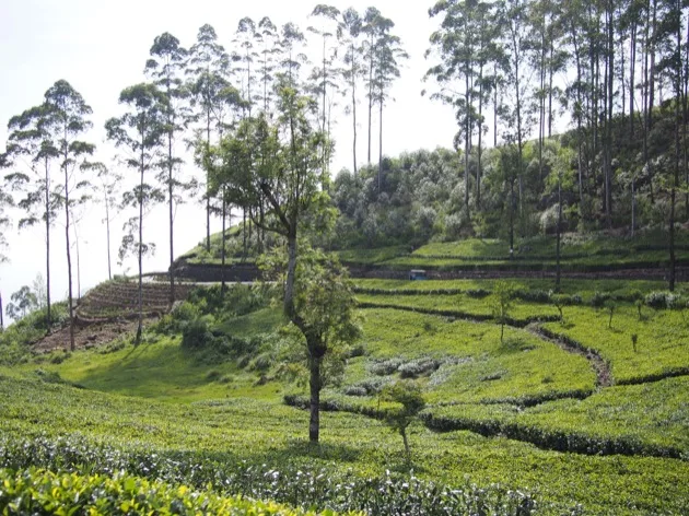 Le Sri Lanka : une histoire de thé
