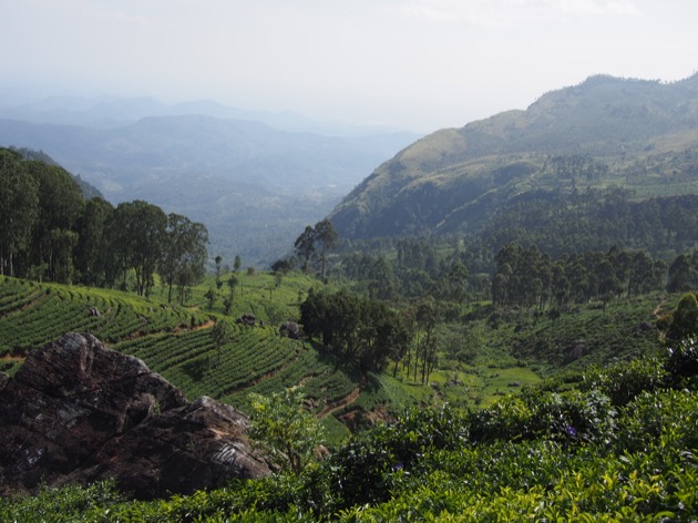 Le Sri Lanka : une histoire de thé