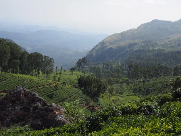 Le Sri Lanka : une histoire de thé