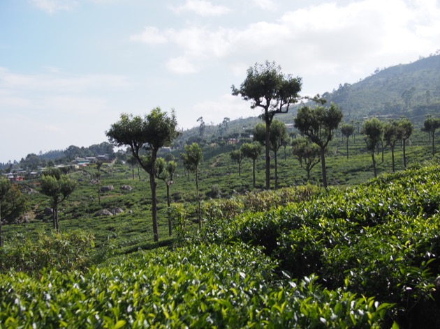 Le Sri Lanka : une histoire de thé