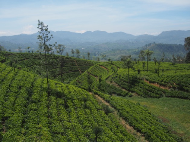 Le Sri Lanka : une histoire de thé