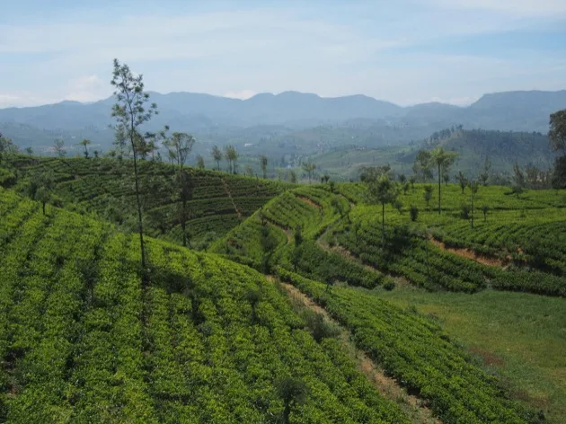 Le Sri Lanka : une histoire de thé