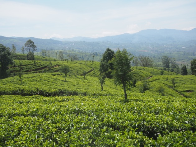 Le Sri Lanka : une histoire de thé