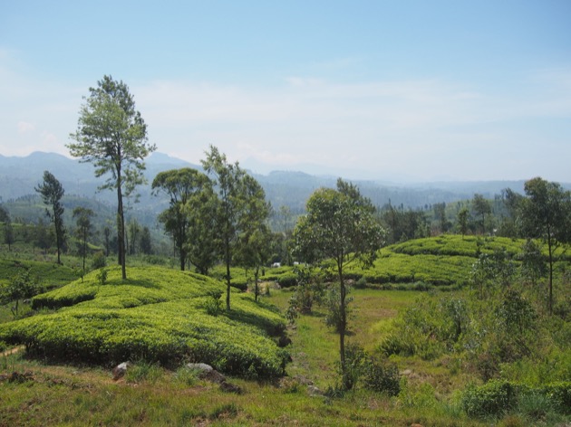 Le Sri Lanka : une histoire de thé