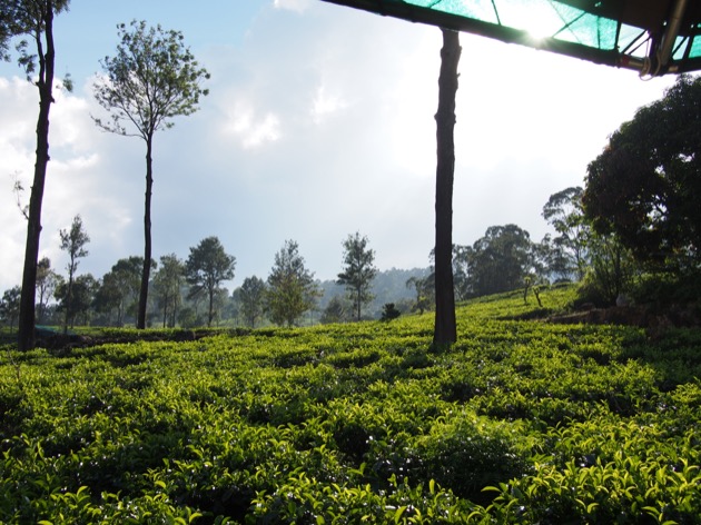 Nuit au cœur d'une plantation de thé au Madulkelle Tea & Eco Lodge